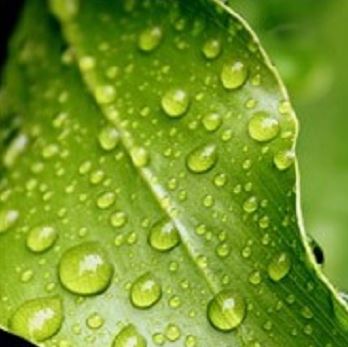 water droplets on a leaf
