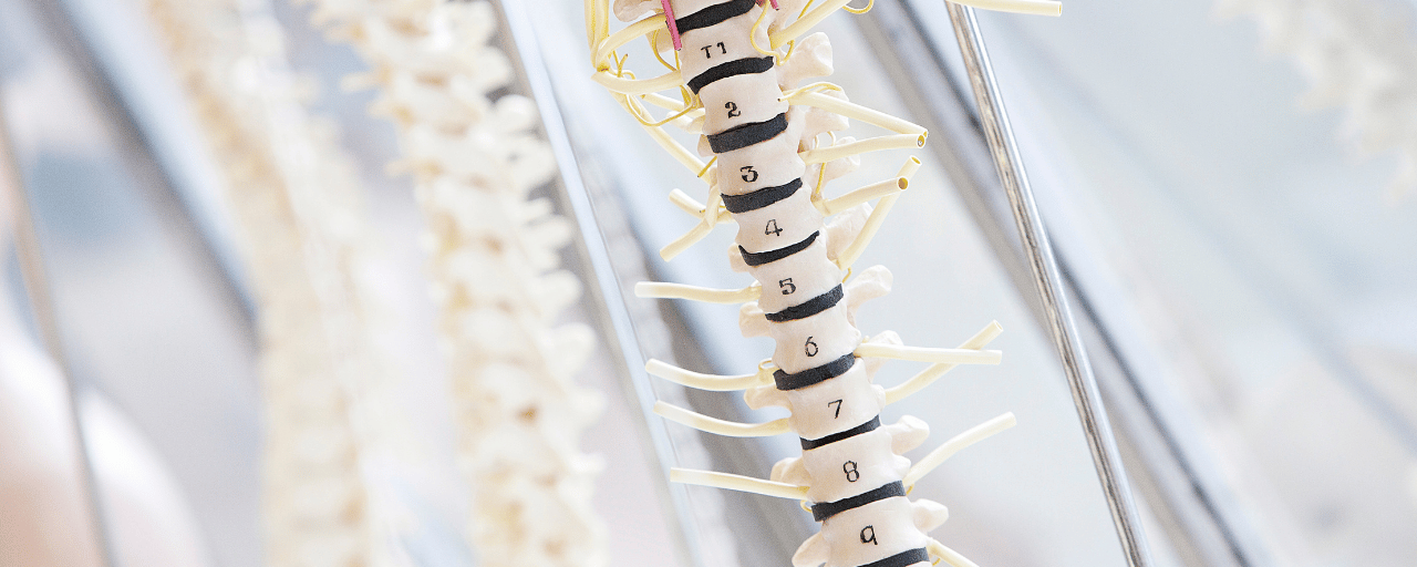 close up of model of spine with numbers