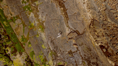 Rock, moss and pebbles