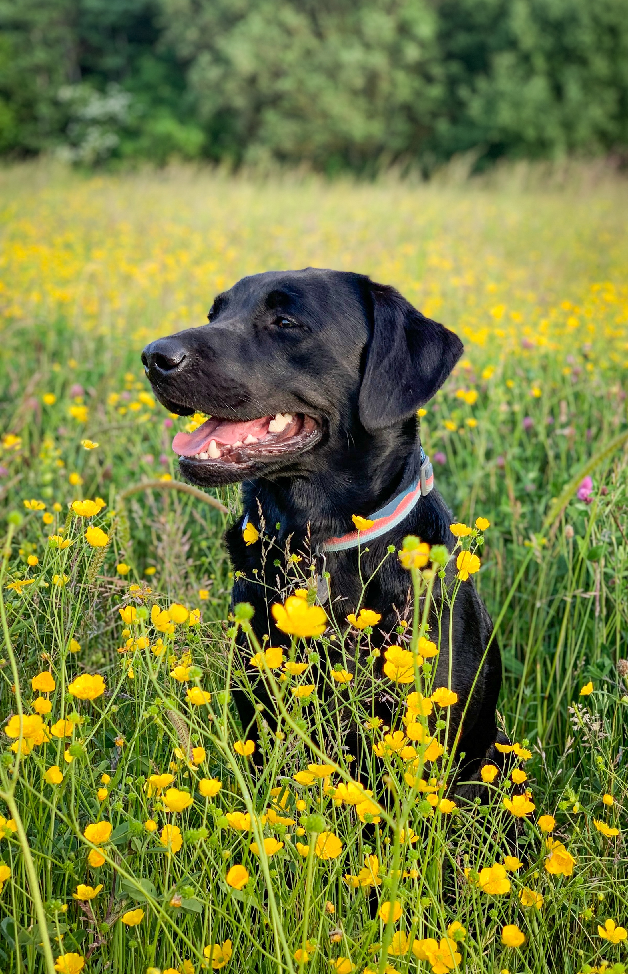geodog Rocky flowers