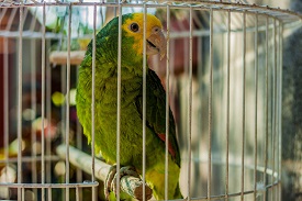 a parrot sitting on top of a cage