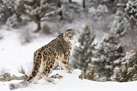 Snow Leopard - Web