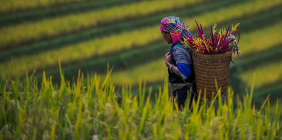 Long-shot of a woman carrying a basket through a rice field