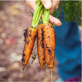 Carrots picked from the ground