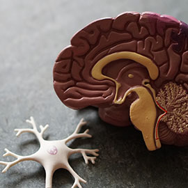 Image of a model of a brain