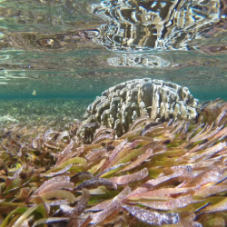 Seagrass habitats are expanding in some areas, to the surprise of researchers. Matthew Floyd, CC BY-ND