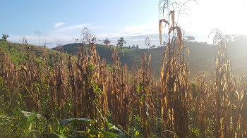 Caption:A corn field at sunrise, Toledo District, Belize. Credit: Raquel Chun.