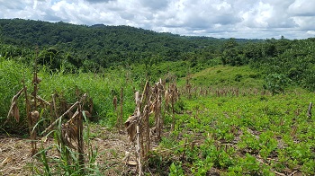 Caption:Rows of corn and a landscape of the rainforest, Belize. Credit: Raquel Chun