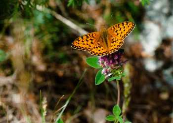 Caption: Dark green fritillary (Speyeria aglaja) is a species for which local extinctions have been linked to a warming climate. Photo by Alistair Auffret.