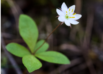 Caption: Chickweed wintergreen (Trientalis europeaea) is a forest species that is declining in Britain despite an increase in forest cover. Photo by Alistair Auffret.