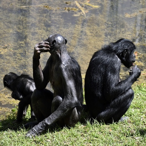 Bonobos sitting back to back