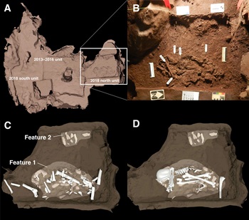 Caption: Image of two burial features discovered in the Dinaledi Chamber, Rising Star Cave South Africa. A. Square area outlines position of burials relative to 2013–2016 excavations. B. Photograph of main burial feature (Feature 1) containing the single body of an adult specimen of Homo naledi. Feature 2shows the edge of a burial containing at least one juvenile body. C and D illustrate the bones as positioned within the graves. Images from Berger et al., 2023