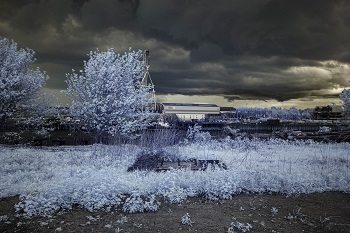 a photo of a tree taken using an infrared camera making the leaves appear light blue and the backrgound dark grey