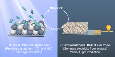 caption: Schematic diagram showing that the sunlight-driven bacteria-modified photocatalyst sheet provides acetate for a biohybrid electrochemical system to generate current and close the carbon cycle