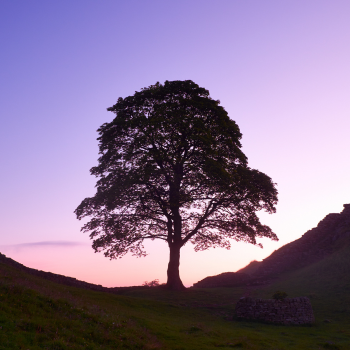 Caption: Dawn at Sycamore Gap by Simon Bradfield. Getty Images.