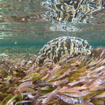 Caption: Seagrass habitats are expanding in some areas, to the surprise of researchers. Matthew Floyd, CC BY-ND
