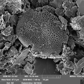 Caption: Tilia-type pollen grain photographed using an electron microscope at Northumbria University. This fossil is at least 23 million years old. Image: Jessica McCoy