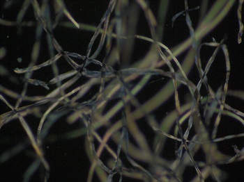 caption:Cotton denim fibres pictured under a microscope
