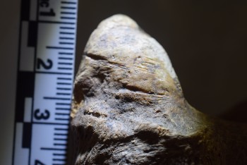 Caption: Cut marks on a fossilised bone, showing signs of human butchery and evidencing the presence of early human ancestors.