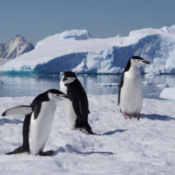 Caption: Chinstrap penguins on the Antarctic Peninsula taken by Professor Alison Banwell.