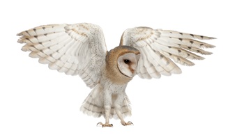 caption:Barn Owl wings