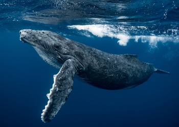 caption:Humpback Whale's flipper