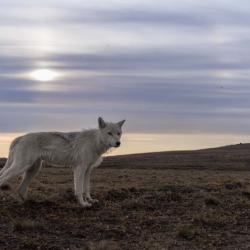 Camera operator John Shier encounters an Arctic wolf in Blue Planet III. BBC Studios/© Ronan Donovan