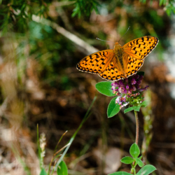 Dark green fritiliary (Speyeria aglaja) is a species for which local extinctions have been linked to a warming climate. Photo by Alistair Auffret.