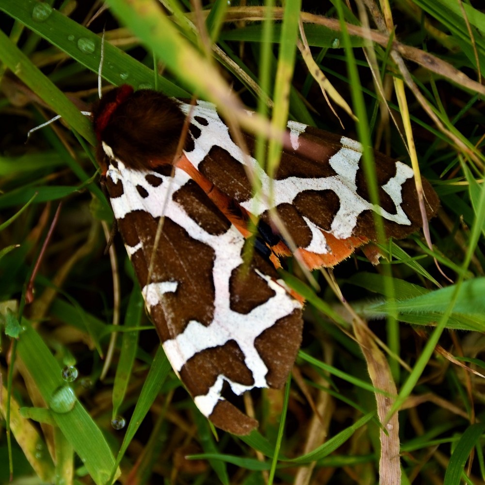 A garden tiger moth in long grass. Getty Images