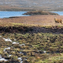Peatlands on the Isle of Harris in the Outer Hebrides - Dave Collins, Getty Images