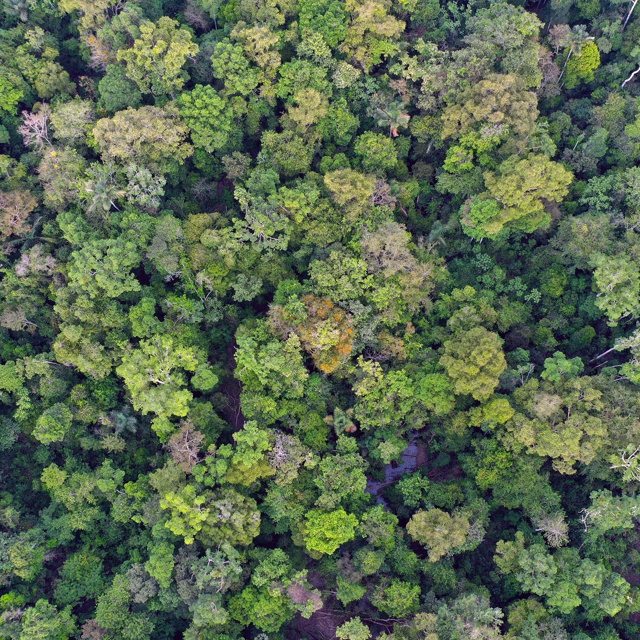 Birds eye view of a forest - Getty Images