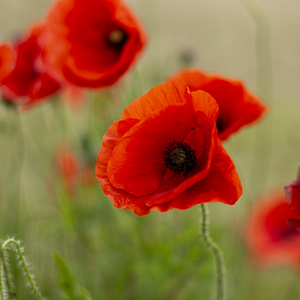 Poppies resembling remembrance for those who lost their lives in military service