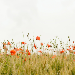 Field of Poppies. Generic Image from Unsplash. Image credit: Henry Be (@henry_be) via Unsplash.