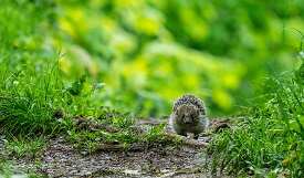an image of a hedgehog walking along a grassy path