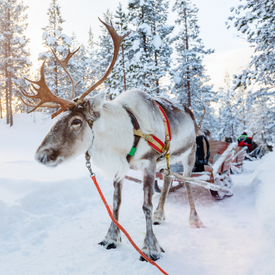 Image of a reindeer