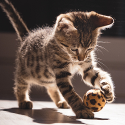 Generic Image of Cat playing from Canva