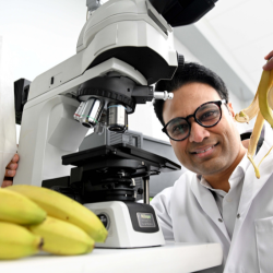 Dr Jibran Khaliq is pictured looking through a microscope. He is holding a banana skin and there is a bunch of bananas on the bench next to him.