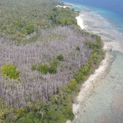 CAPTION:Dying mangrove trees in the Maldives