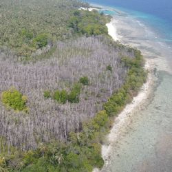 Dying mangrove trees in the Maldives