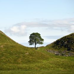 Sycamore Gap