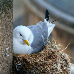 a kittiwake nesting on the side of a building