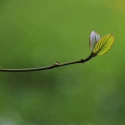 Image of leaf representing sustainability