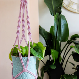 plant hanging from ceiling