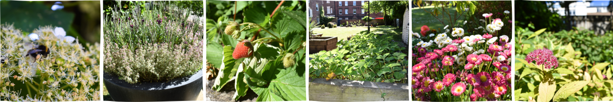Images of garden with fruit and flower in bloom.
