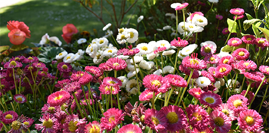 Mixed flower bed with pink and white petals.