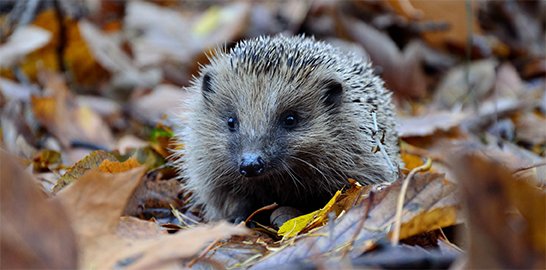 Adult hedgehog walking through fallen brown leaves. 