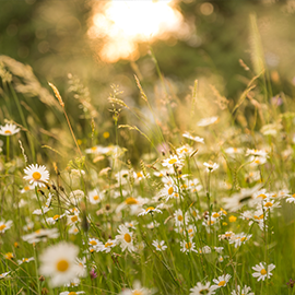 Green meadow filled with white daisies and the sun the background.