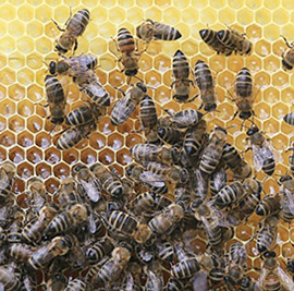 a group of honeycomb