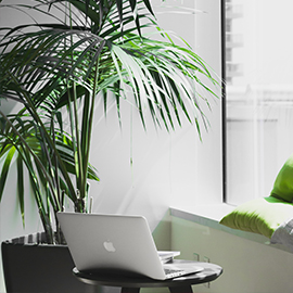 a desk with a green plant