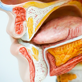 anatomic model of a mouth